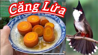 Tác dụng của Cà rốt mật ong với chim Chào Mào giúp căng lửa mượt lông, sáng mắt , khỏe mạnh