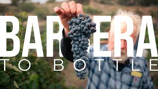 Cultivating Wine Grapes on a 2-Acre Estate Vineyard | PARAGRAPHIC