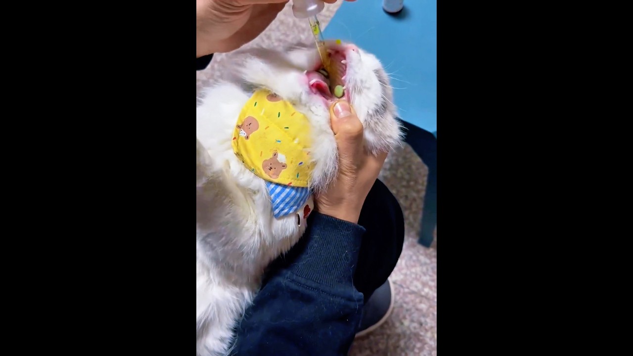 5 for 5! Perfect Score!🎯 #cat #kitten #meow #kitty #catshorts #catvideos #shortsfeed