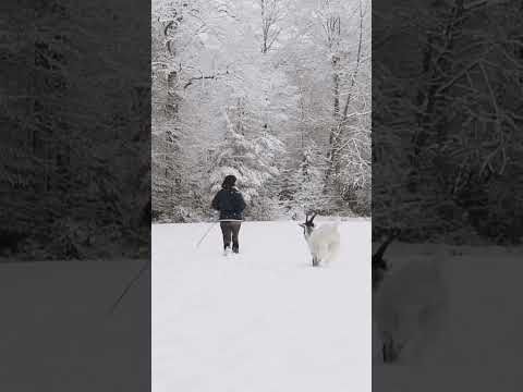 , title : 'Wait for it ❄️🏃‍♀️🐐🐐🐐🐐🐐🐐🤍 #fyp #fairytales #goats #ziegen #goodday #winterwonderland'