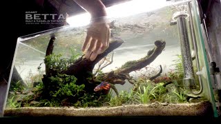 63 Days for the Perfect Home: Dreamy for My Giant Betta Fish
