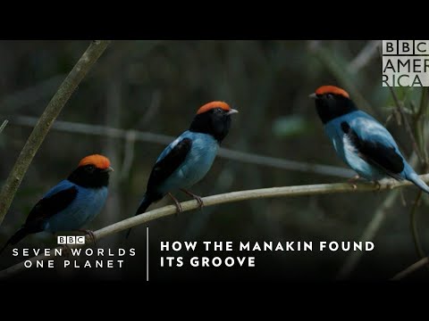 馬納金是如何找到自己的音樂的｜七個世界，一個星球｜每週六晚9點｜BBC美國頻道。 (How The Manakin Found Its Groove | Seven Worlds, One Planet | Saturdays 9pm | BBC America)