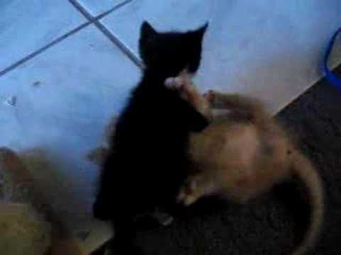 Fighting Kittens