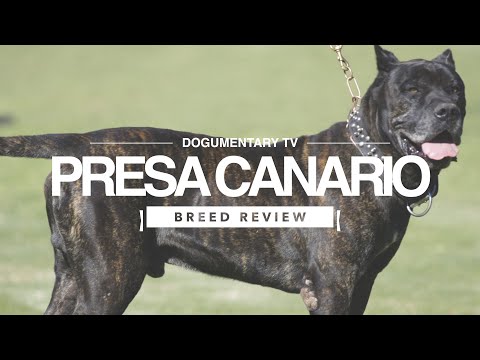 PRESA CANARIO BREED REVIEW