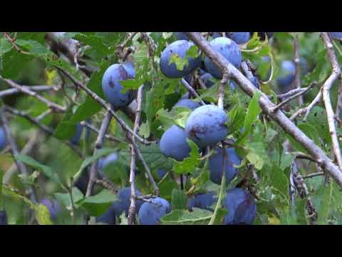 Inceput de septembrie in Aricestii Zeletin