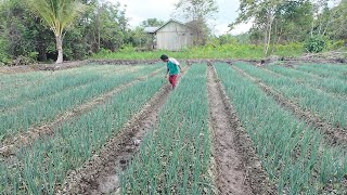 Download lagu JELANG PANEN DAUN BAWANG! TANGGUL DAN KOLAM LAHAN PAK SUDIWANI DIKEBUT! CERITA PERANTAU TRANSMIGRASI mp3 Download lagu JELANG PANEN DAUN BAWANG! TANGGUL DAN KOLAM LAHAN PAK SUDIWANI DIKEBUT! CERITA PERANTAU TRANSMIGRASI mp3