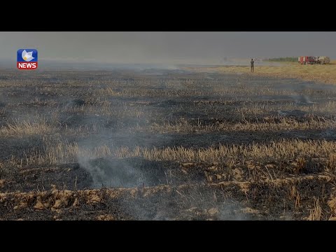 بەڤیدیۆ.. بەھۆی ھەورە بروسکەوە ٣٠٠ دۆنم داغڵودانی جوتیارانی خورماتوو سوتا