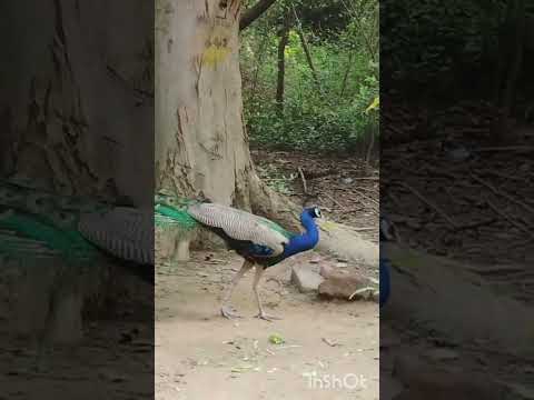 #peacock#nature#jungle@ranjita