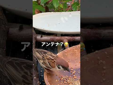 なぜ鶏や野鳥の餌箱に砂を入れるのでしょうか？  庭園