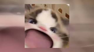 Cover art for The shade sped up