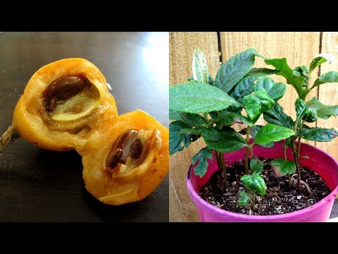 YouTube video about: What are loquat seeds?