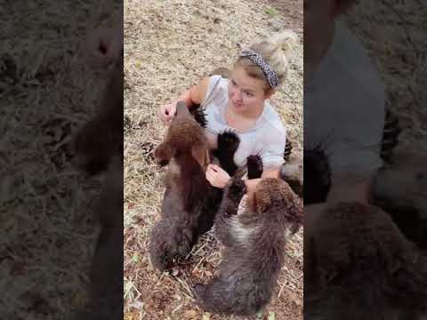 Gori razia recho mein phans gai 😁