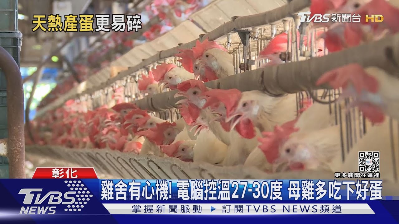 太熱!母雞張嘴不吃飯 狂喝水散熱生出「水水蛋」