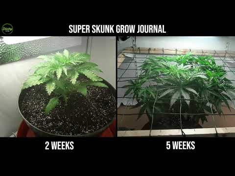 Super Skunk Grow Journal
