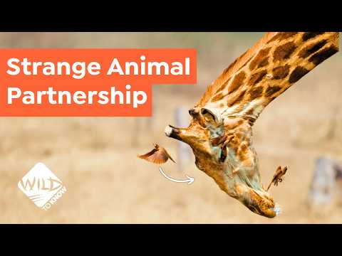 3 Unexpected Animal Relationships - Living in Symbiosis