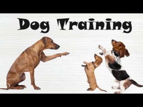 Dog training 🐕‍🦺🐕‍🦺🐕‍🦺🐕‍🦺 dog lover... training for dogs
