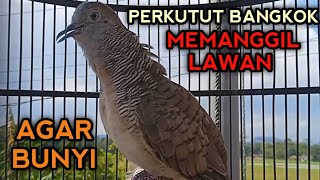 Download lagu SUARA PERKUTUT BANGKOK GACOR UNTUK PANCINGAN  mp3