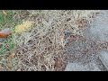Yard Full of Pavement Ants in Tennent, NJ
