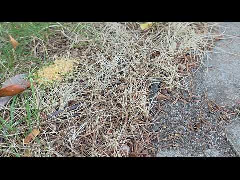 Yard Full of Pavement Ants in Tennent, NJ