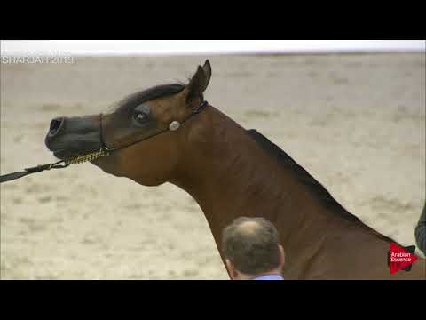 N 115 MDS SHEIKHA   Sharjah International 2019