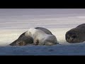 Wildlife Clip PAL Pitched