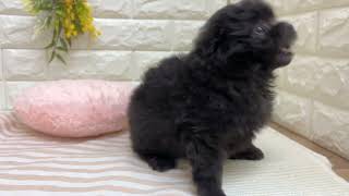 ハーフ犬の動画01