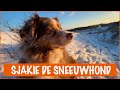 Sneeuwpret met de honden!| DierenpraatTV