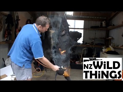 How to singe a wild pig