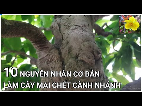 🔴 QBS22106 - 10 NGUYÊN NHÂN CƠ BẢN LÀM CÂY MAI CHẾT CÀNH BỎ NHÁNH || CÂY MAI CHẾT CÀNH CHẾT NHÁNH
