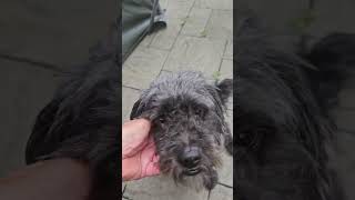 Video preview image #1 Shih-Poo Puppy For Sale in Oakhurst, NJ, USA