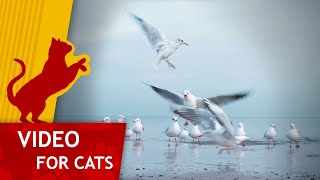 🐦 Movie for Cats - Seagulls on the Beach (Video for Cats to watch) 1 Hour 4K