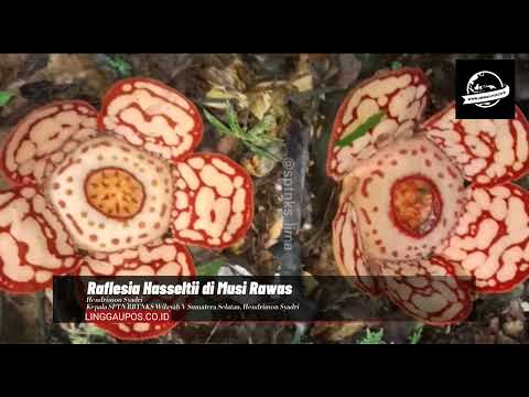 Penemuan Bunga Raflesia Hasseltii di Musi Rawas