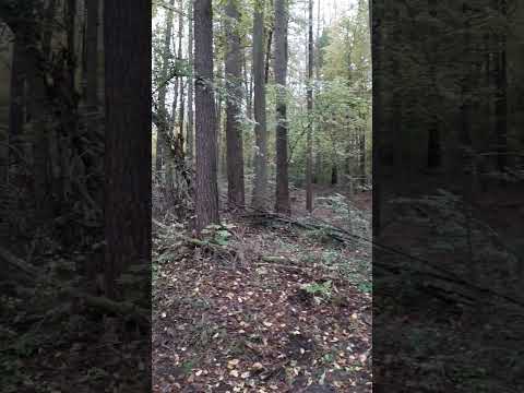 Puszcza Piska 2025-10-12 Nadleśnictwo Maskulińskie Ruciane-Nida, Mazurski Park Krajobrazowy