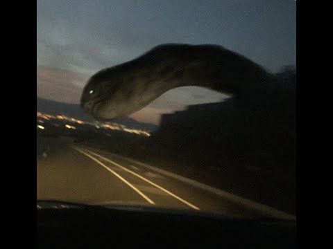 The Highway Worm #fyp #foryou #foryoupage #trending #viral #viralvideo #trevorhenderson #story #ohio