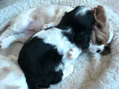 Halo bites Tatu's tail