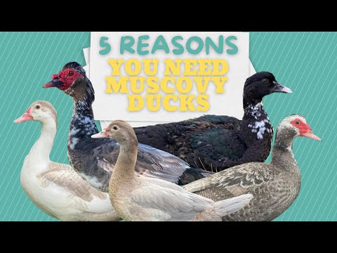 , title : '5 Reasons You Need Muscovy Ducks'