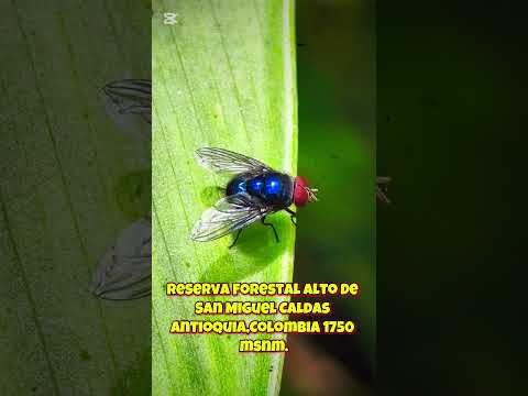 Moscas panteonerasGénero Luciliaorden DipteraFamilia CalliphoridaeTribu Luciliini#caldasantioquia