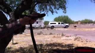 Black Coachwhip Snake bite man in face!