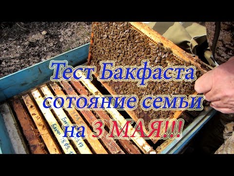 ТЕСТ ПЧЁЛ БАКФАСТ, СОСТОЯНИЕ ПЧЕЛОСЕМЬИ НА 3 МАЯ 2018 года🔥🔥🔥