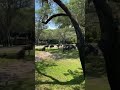 Wildebeest On Kilimanjaro Safari
