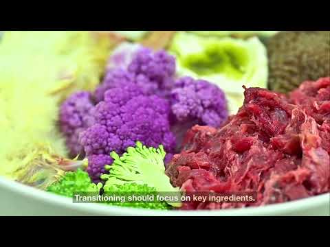 Labrador Retriever Plant-Based Diet for Sensitive Stomachs — Complete Guide