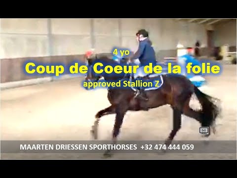 201217 Coup de Coeur de la Folie 4yo  apprvd Stallion