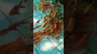 Download lagu KURA KURA & IKAN MAS #shorts #short #kurakura #ikan #ikanhias #ikanmas #turtle #turtles #fish #kolam mp3 Download lagu KURA KURA & IKAN MAS #shorts #short #kurakura #ikan #ikanhias #ikanmas #turtle #turtles #fish #kolam mp3