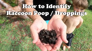 How to Identify Raccoon Poop / Droppings!
