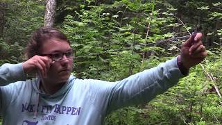 Les sapinières d'altitude du Livradois-Forez