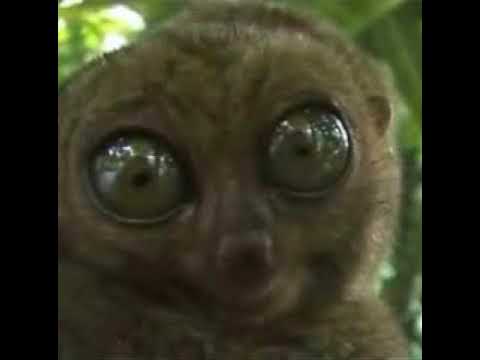 n017kingg - Final Boss Fight