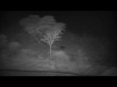 Djuma: Buffalo herd resting in the distance - 04:25 - 08/19/2022