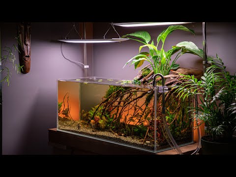 How I built a 160L aquarium INSTANTLY to RESCUE my friend’s ANGELFISH