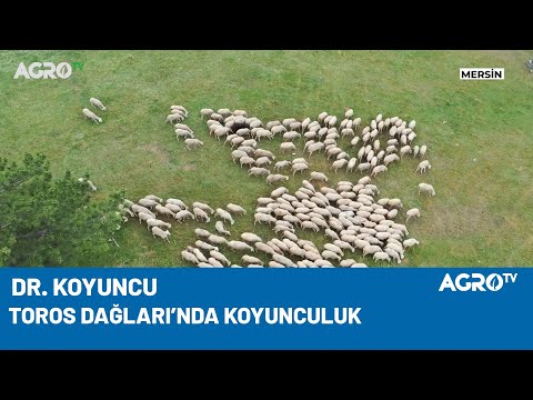 , title : 'Toros Dağları'nda Koyunculuk - Agro TV'