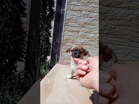 Vendita Cucciole di Chihuahua toy